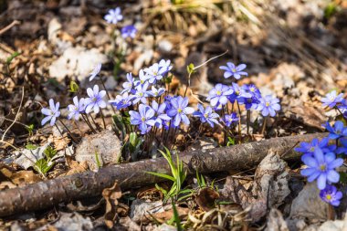 İlk bahar çiçeği, mavi kır çiçeği ya da Hepatica Nobilis ilkbaharın başlarında çiçek açıyor.