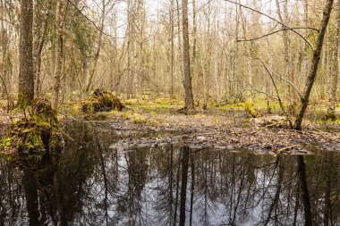 Ormanda bataklık. Orman suyla doldu.