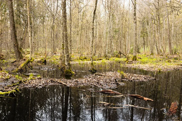 Ağaçlar suyla dolmuştu. Orman bataklığı