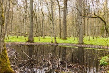Swamp in the spring forest. The forest flooded with water
