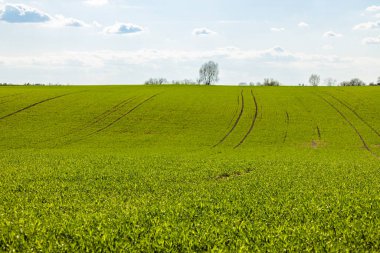 Bulutlu gökyüzünde olgunlaşan yeşil tarım arazisi