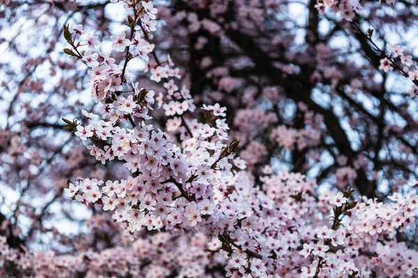 春天里的樱花或樱花 — 图库照片