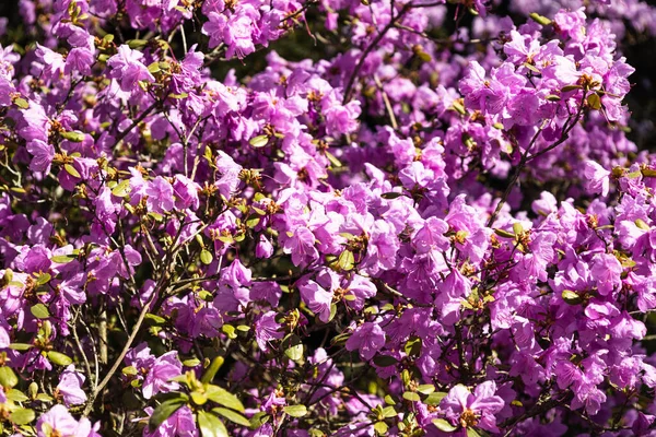 Pembe Rhododendron çiçekleri botanik bahçesinde büyür ve çiçek açar.