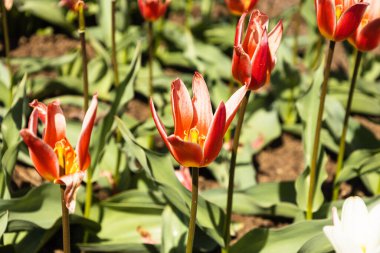 Tulipa - Botanik bahçesinde Jeantine çiçekleri büyür ve çiçek açar