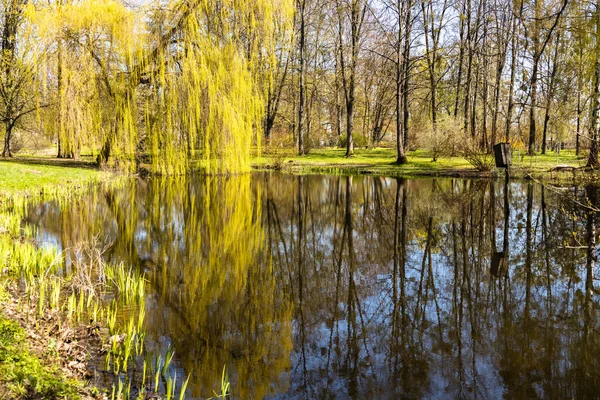 Trees in the sun near a pond in the city park — Fotografie, imagine de stoc