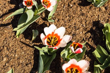 Tulipa - Ancilla çiçekleri botanik bahçesinde büyür ve çiçek açar