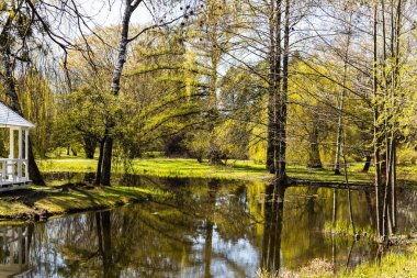 Güneşin altında ağaçlar Şehir parkında bir göletin yanında