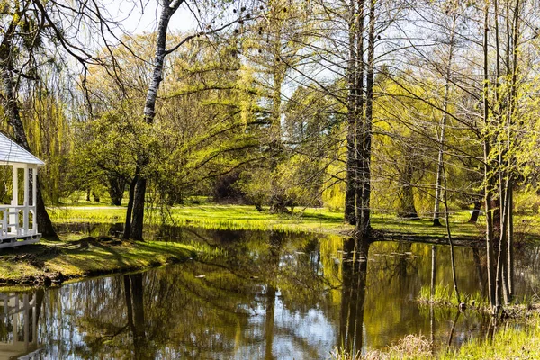 Güneşin altında ağaçlar Şehir parkında bir göletin yanında