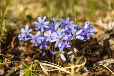 İlk bahar çiçeği, mavi kır çiçeği ya da Hepatica Nobilis ilkbaharın başlarında çiçek açıyor.