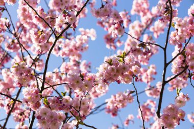 İlkbaharda mavi gökyüzünde kiraz çiçeği ya da sakura