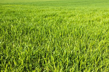 Yeşil çimen taze çimen dokusu arka plan