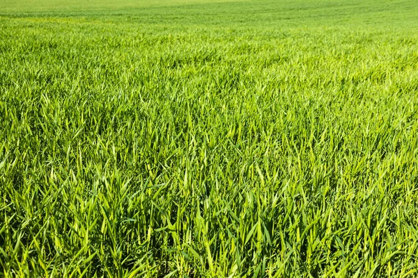 Yeşil çimen taze çimen dokusu arka plan