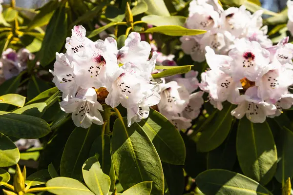 Rhododendron flowers grow and bloom in the botanical garden — Stock Photo, Image