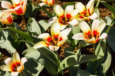 Tulipa - Botanik bahçesinde Intermezzo çiçekleri büyür ve çiçek açar