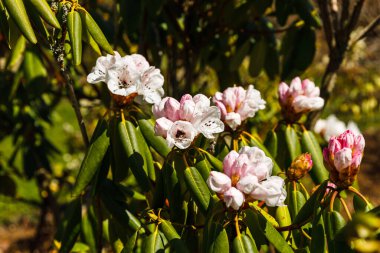 Rododendron çiçekleri botanik bahçesinde büyür ve çiçek açar.