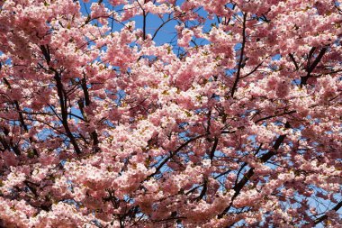 Kiraz eriği veya Myrobalan - Prunus cerasifera baharda çiçek açar