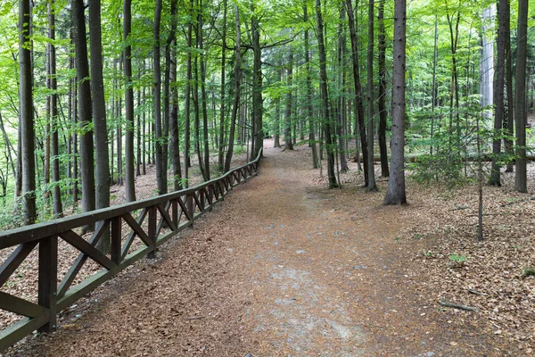 Çek Cumhuriyeti 'nin Moravya Karst bölgesindeki Punkva mağaraları yakınlarındaki ormanda yol..