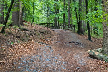 Çek Cumhuriyeti 'nin Moravya Karst bölgesindeki Punkva mağaraları yakınlarındaki ormanda yol..