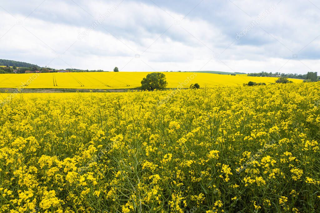 Yellow field of flowering rape and trees against a sky with clouds. Rapeseed fields panorama.
