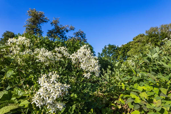 White Fragrant Flowers Clematis Flammula Clematis Erect Bloom Summer Garden — Stock Photo, Image