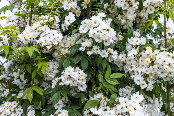 Climbing Rose Seagull Flowers Bloom Summer Garden — Fotografia de Stock