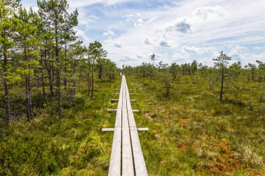 Letonya 'daki Büyük Kemeri Bataklığı' ndaki bir bataklığın üzerinde sahil yolu..