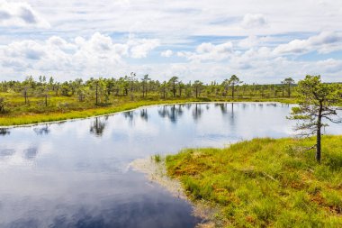 Letonya 'daki Kemeri Milli Parkı' nda büyük Kemeri Bataklığı..