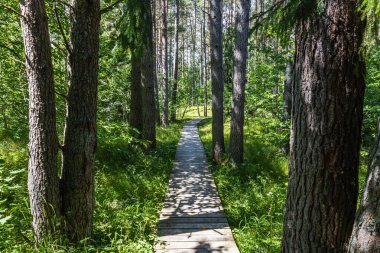 Ahşap patika, Letonya 'daki Baltık Denizi yakınlarındaki Beyaz Kum Ormanı' ndan veya Balta kapa 'dan geçer..