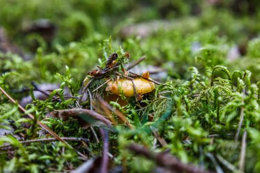 Cantharellus cibarius aynı zamanda ormanda yetişen chanterelle veya altın chanterelle olarak da bilinir..