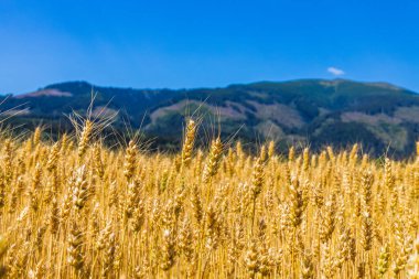 Dağların arkasındaki altın buğday tarlası. Olgunlaşmış çayırlık buğday tarlaları.
