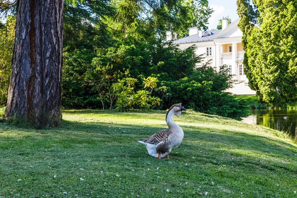 Wild Ducks Stand Grass Pond — Stockfoto
