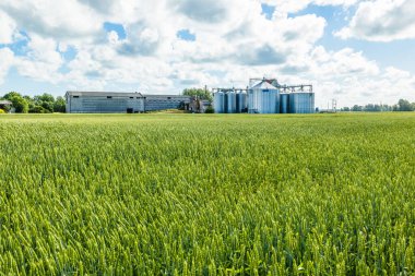 Arka planda tarımsal ambar kuleleri olan yeşil, olgunlaşan alan manzarası.