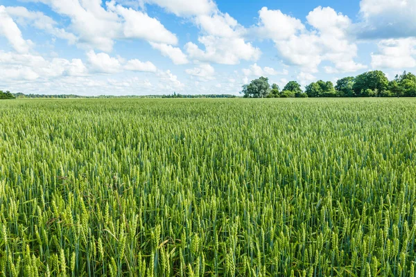 Green Wheat Ears Agricultural Harvest Field Rural Landscape Shining Sunlight — Zdjęcie stockowe