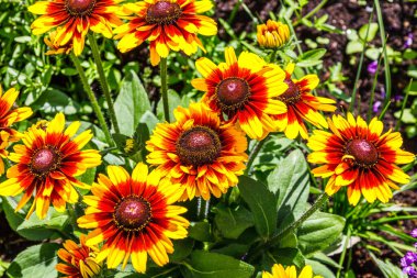 Rudbeckia Hirta, genellikle siyah gözlü Susan yaz bahçesinde çiçek açar..
