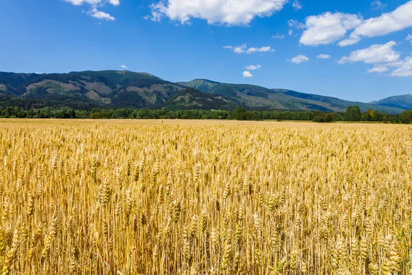 Olgunlaşmış çayır buğday tarlaları. Dağlarda altın buğday tarlası.