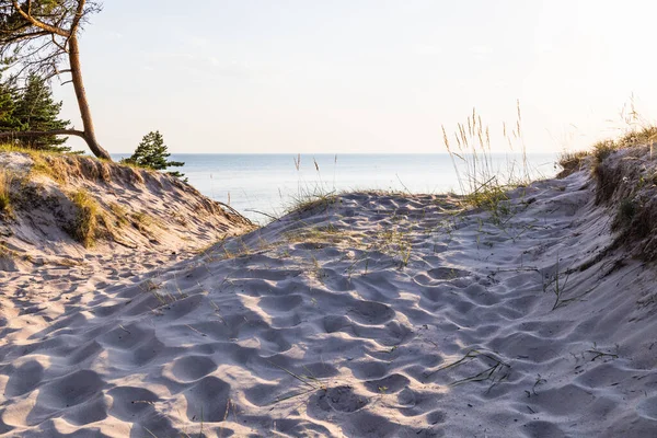 Baltic sea shore with sandy dunes, and pine trees. Typical Baltic sea beach landscape.