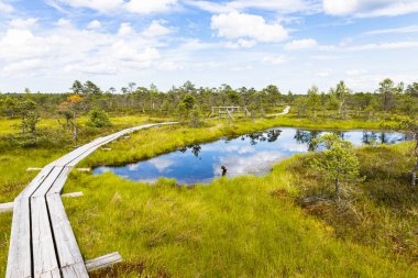 Letonya 'daki Büyük Kemeri Bataklığı' ndaki bir bataklığın üzerinde sahil yolu..