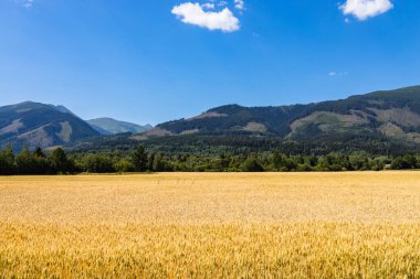 Dağların arkasındaki altın buğday tarlası. Olgunlaşmış çayırlık buğday tarlaları.