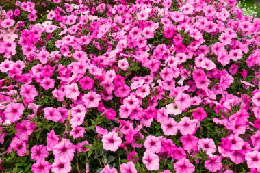 Şehir parkının bahçesinde pembe çiçekler açar..
