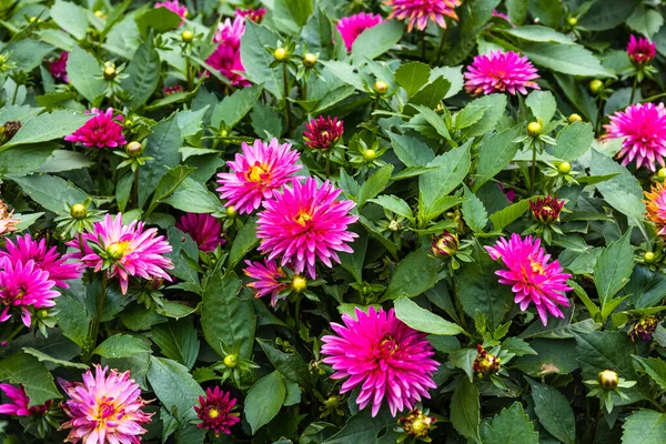 市公園庭園にピンクの花を咲かせます — ストック写真