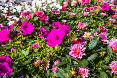 Şehir parkının bahçesinde renkli çiçekler açar..