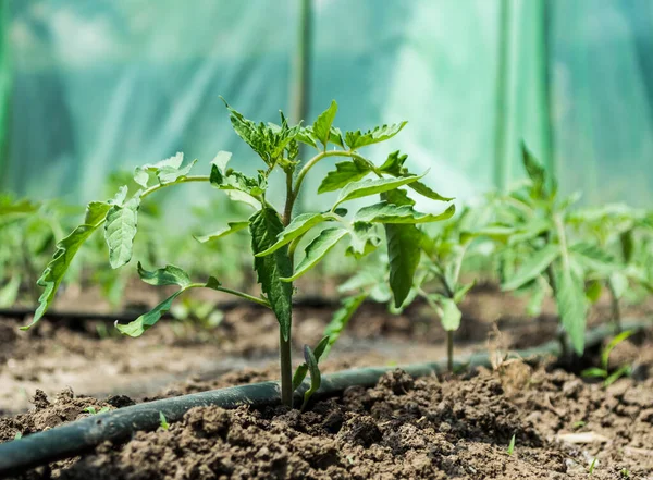 Greenhouse Tomato Plants Drip Irrigation System — Stock Photo, Image