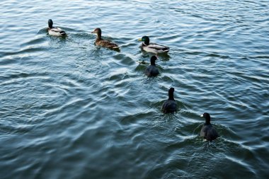 Vahşi ördekler ve Avrasyalı ördekler göl suyunda yüzüyorlar. Titan Parkı, Bükreş, Romanya.