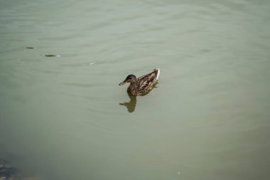 Dumbrava gölünde yüzen vahşi ördekler, Sibiu, Romanya.