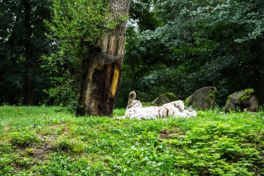 Romanya 'nın Sibiu kentindeki zoolojik bahçede uyuyan Sibirya kaplanı.