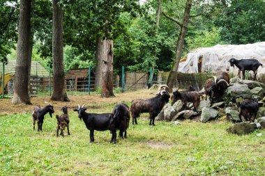 Romanya 'nın Sibiu kentindeki zooloji bahçesinde koyun ve koç sürüsü.