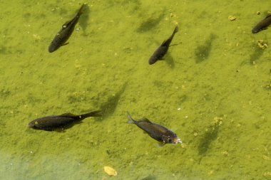 Süslü sazan balığı ya da havuzda yüzen koi balığı..