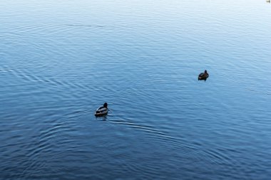 Ördek ve bir tekne Dambovita nehri üzerinde, Birleşmiş Milletler (Natiunile Birliği) bölgesi.