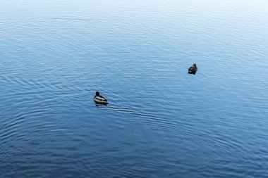 Ördek ve bir tekne Dambovita nehri üzerinde, Birleşmiş Milletler (Natiunile Birliği) bölgesi.