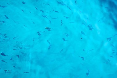 Balık kemiği iyon denizinde ekmek yiyor..